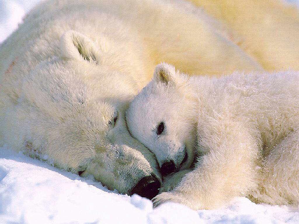 kutup ayısı yavrusu