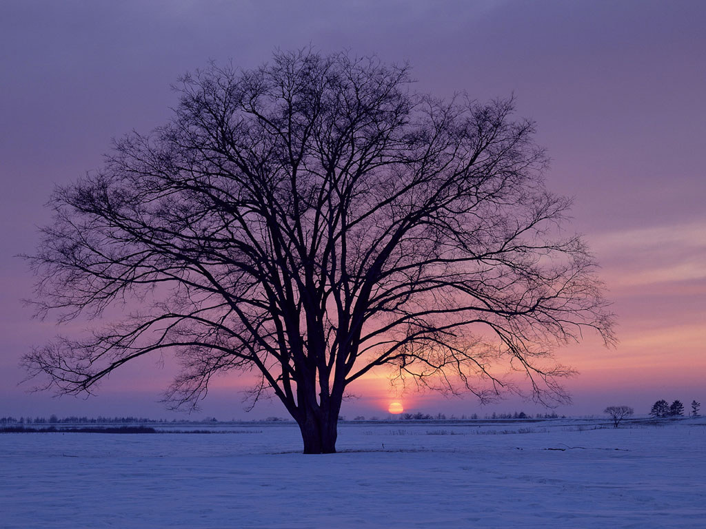 kışın ağaç