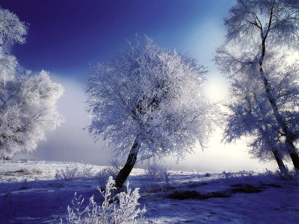 kışın karlı ağaç