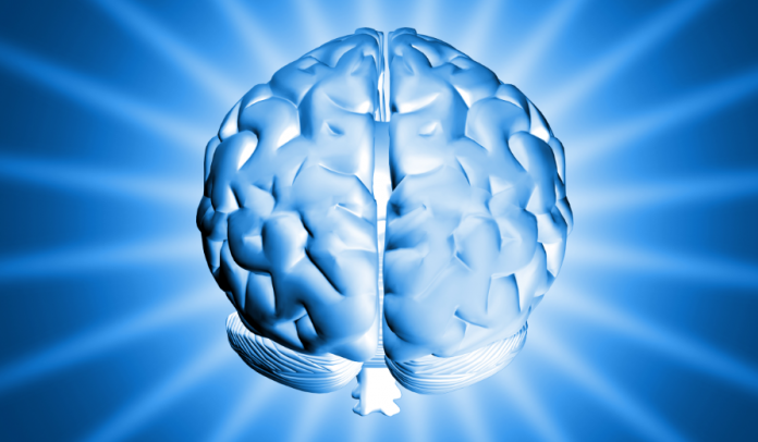 brain